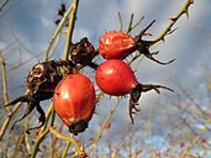 ROSA RUBIGINOSA (rambler)